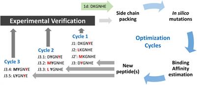 Improvement of native structure-based peptides as efficient inhibitors of protein-protein interactions of SARS-CoV-2 spike protein and human ACE2